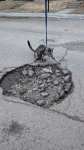 Litière à chat urbaine
